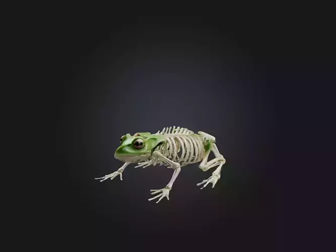 Realistic Frog Skeleton Model