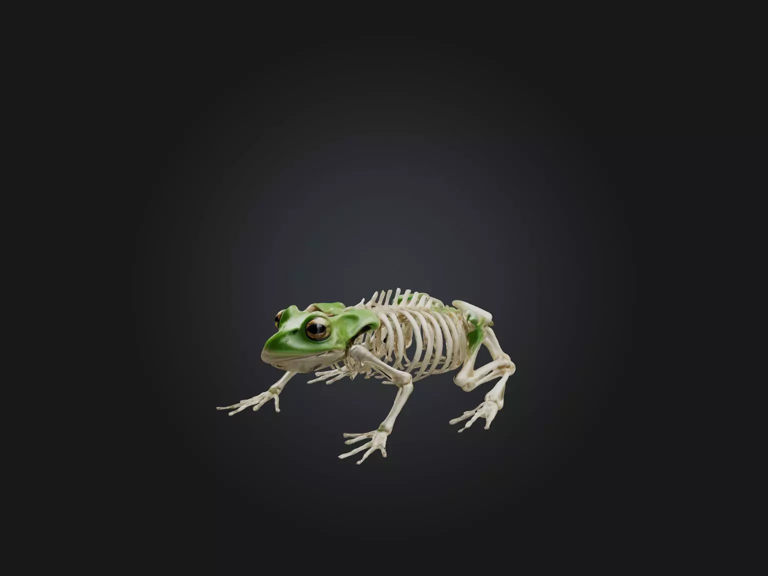 Realistic Frog Skeleton Model Low-poly 3D model_0