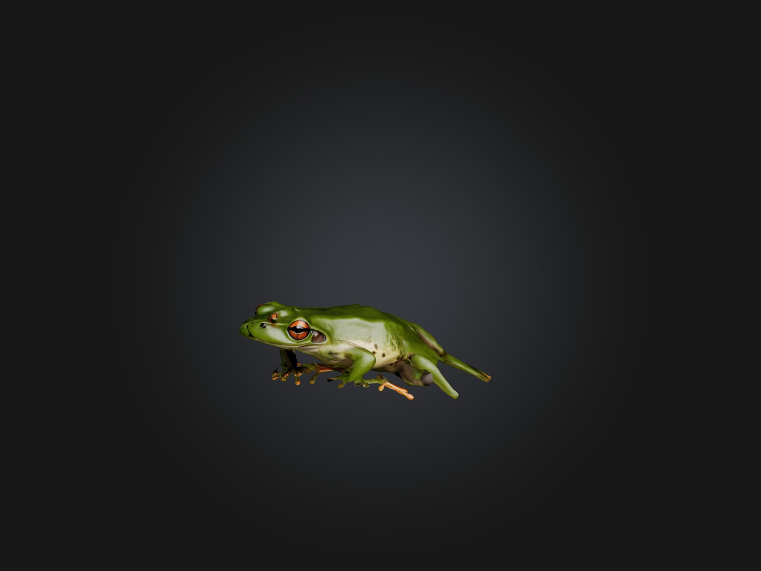 Realistic Frog Model Low-poly 3D model_7