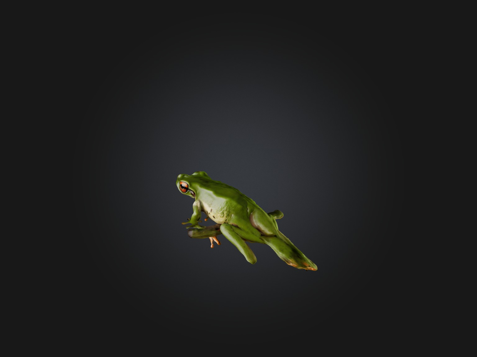 Realistic Frog Model Low-poly 3D model_1