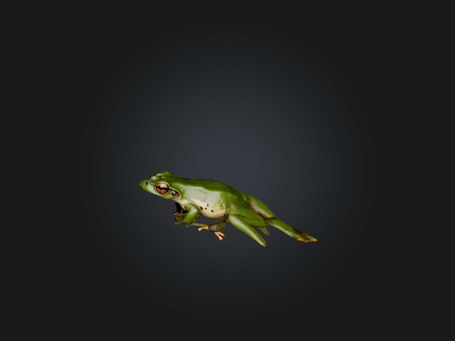 Realistic Frog Model Low-poly 3D model_3