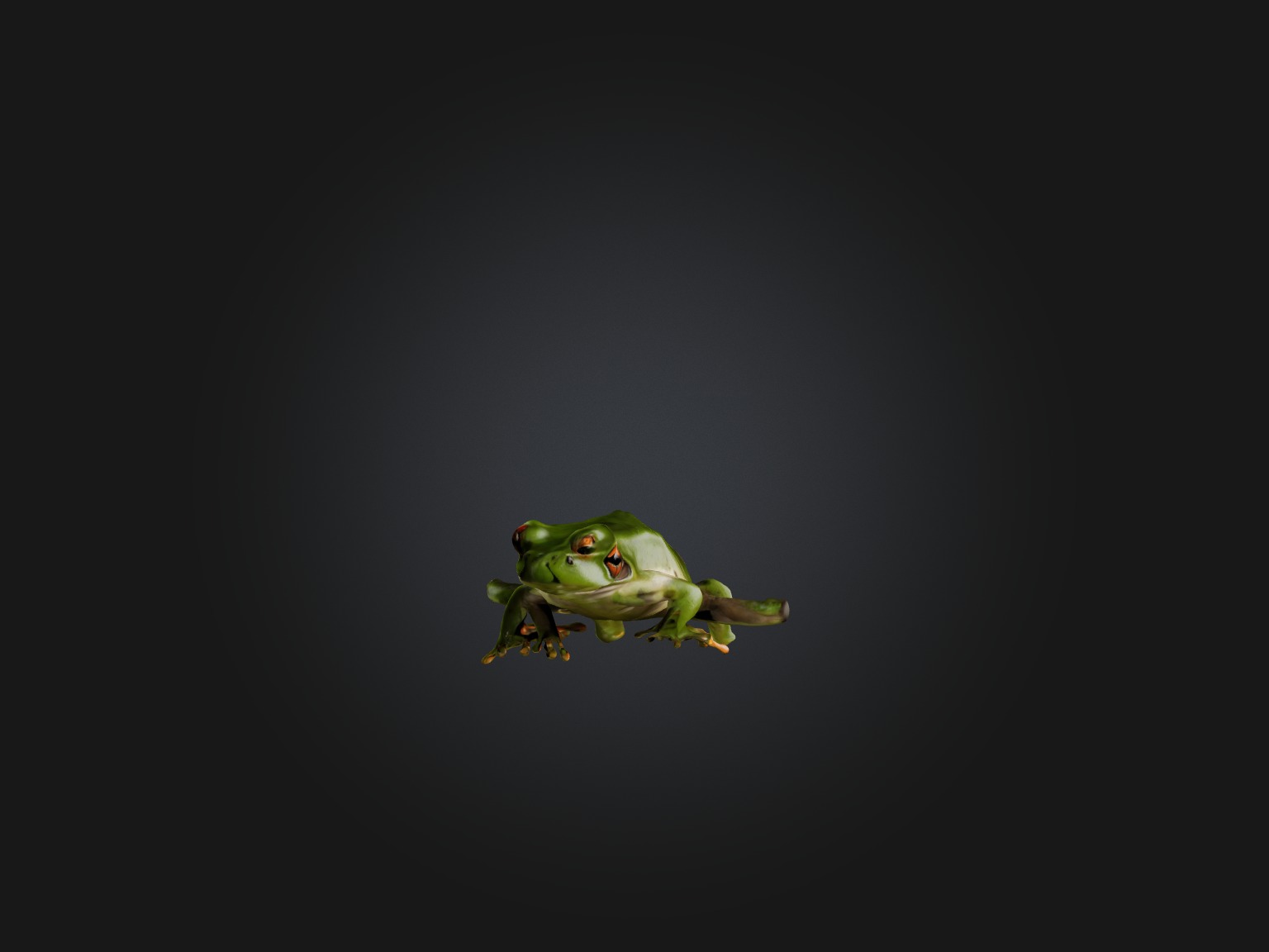 Realistic Frog Model Low-poly 3D model_4