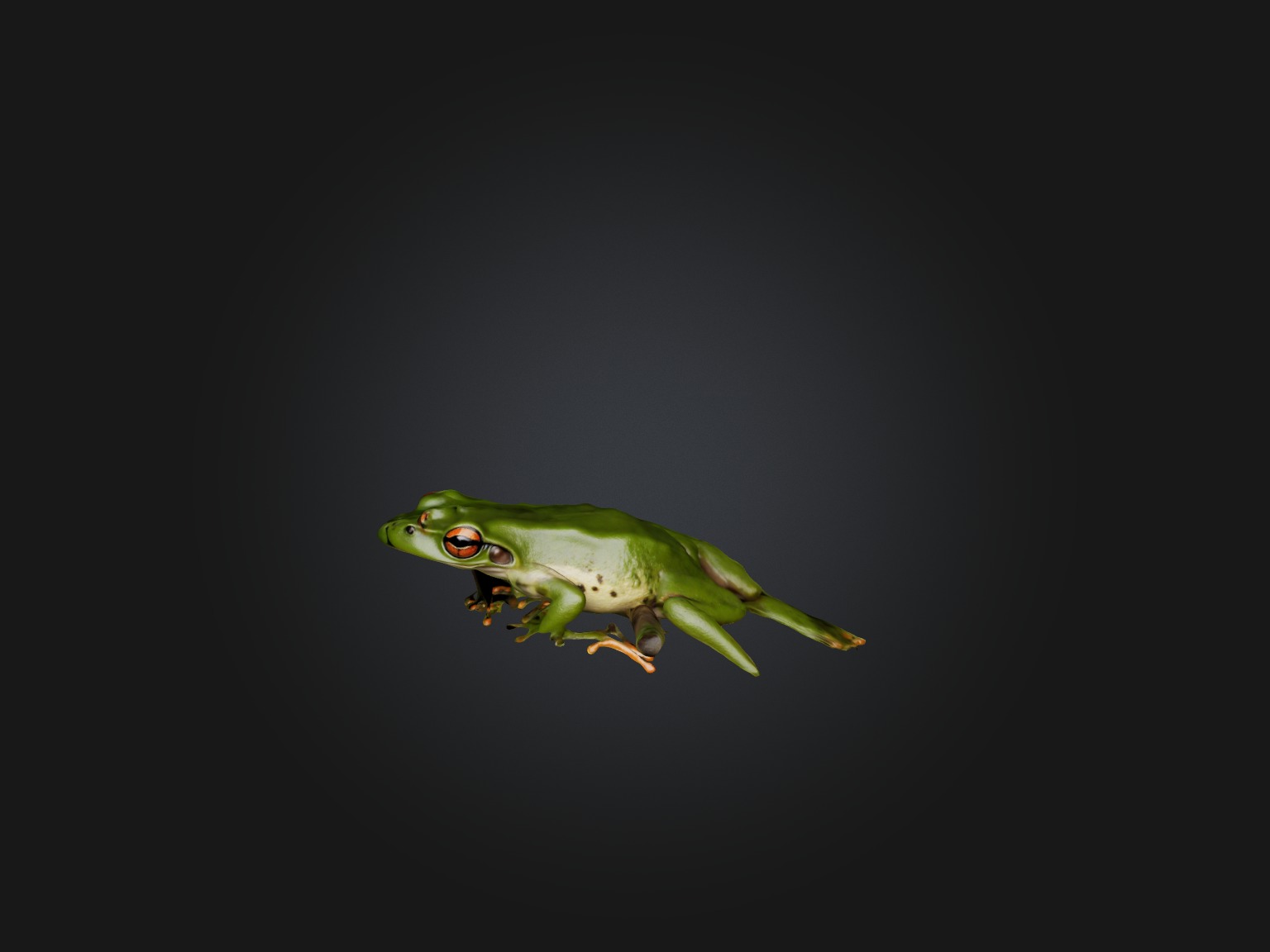 Realistic Frog Model Low-poly 3D model_5