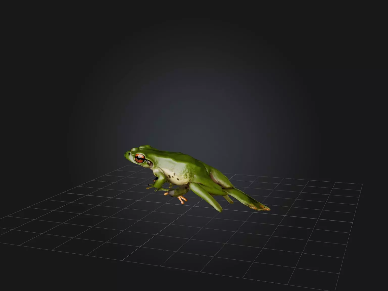 Realistic Frog Model Low-poly 3D model_0