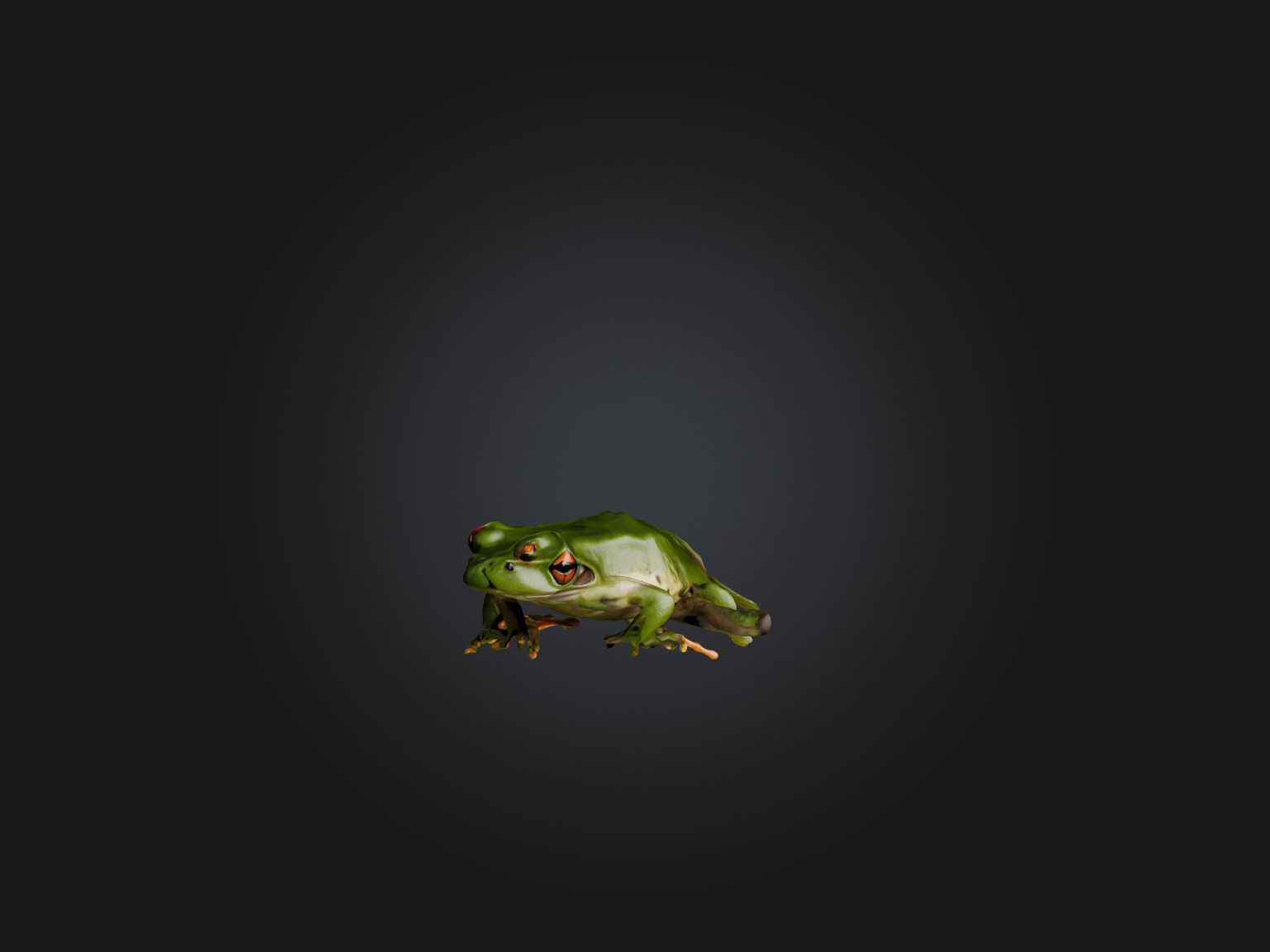 Realistic Frog Model Low-poly 3D model_6