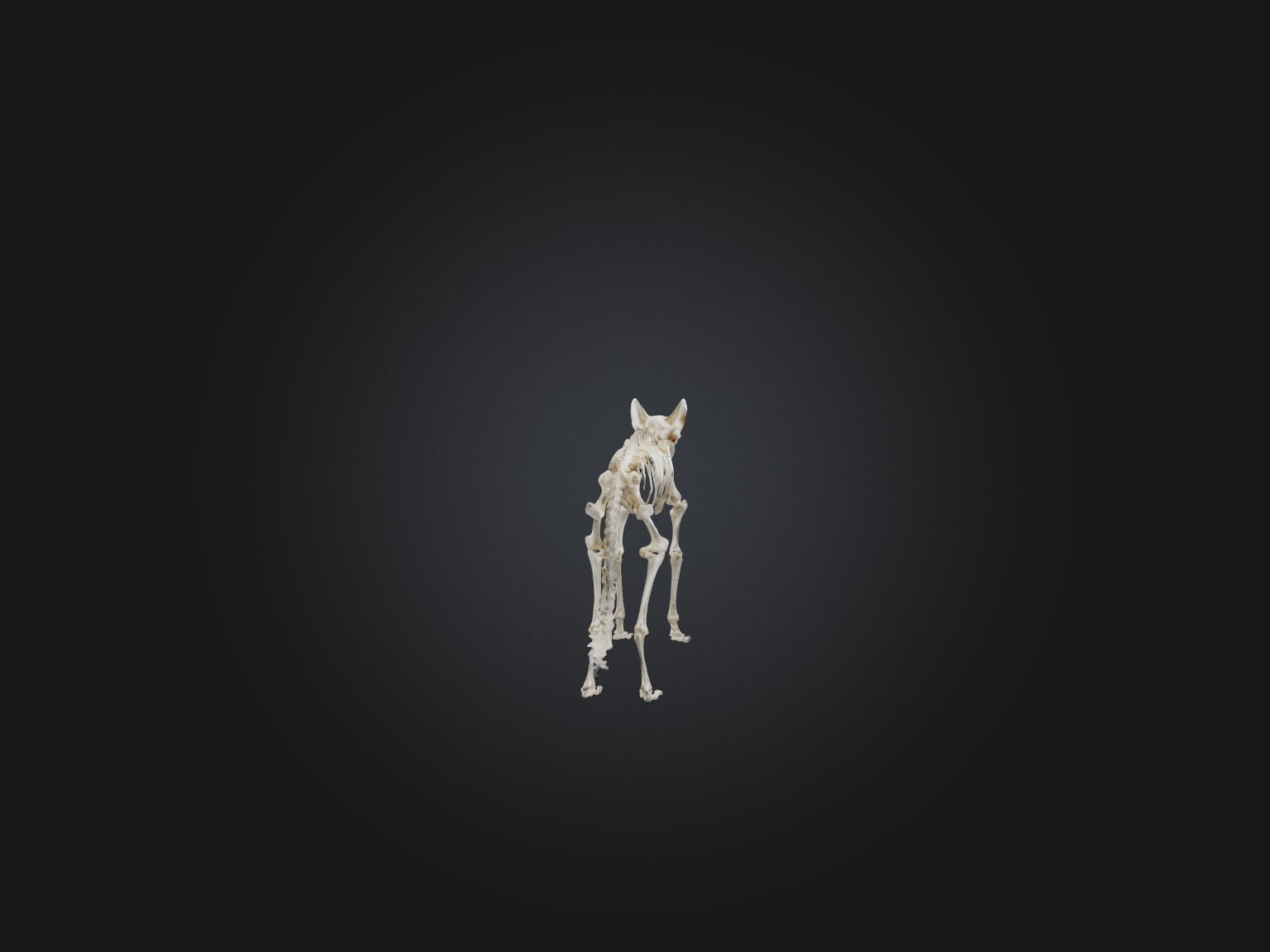 Realistic Fox Skeleton Model Low-poly 3D model_6