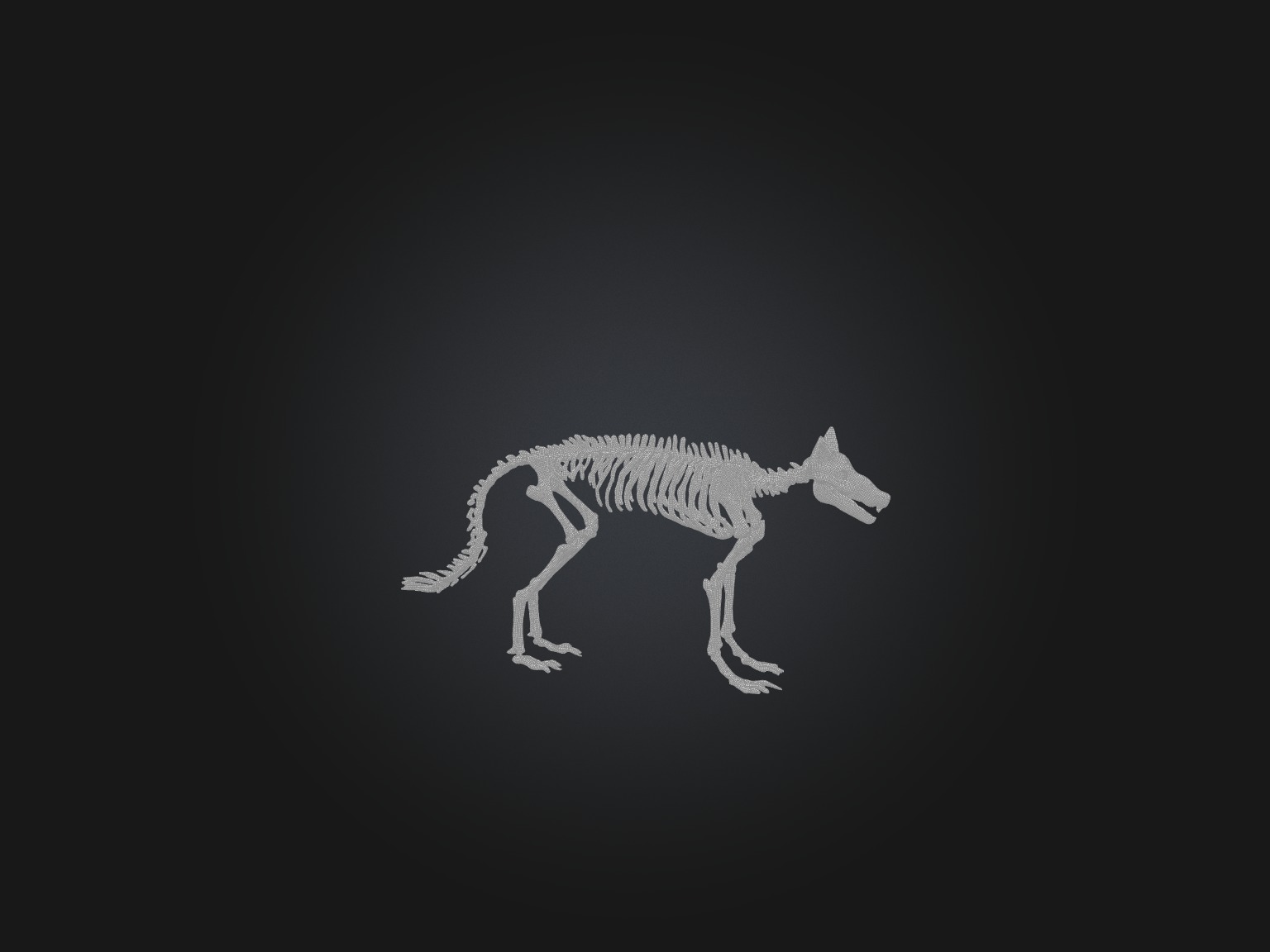 Realistic Fox Skeleton Model Low-poly 3D model_3