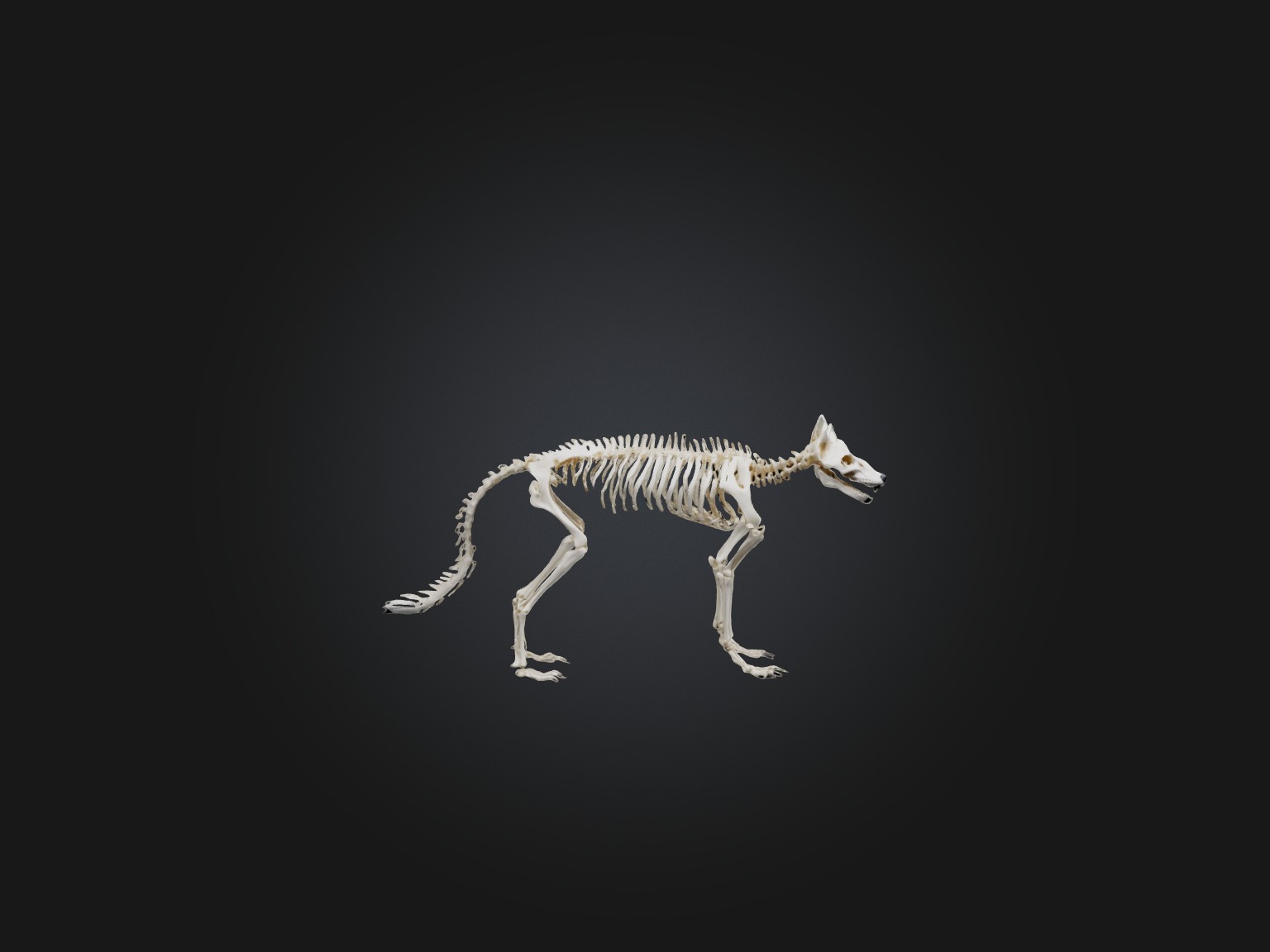 Realistic Fox Skeleton Model Low-poly 3D model_4