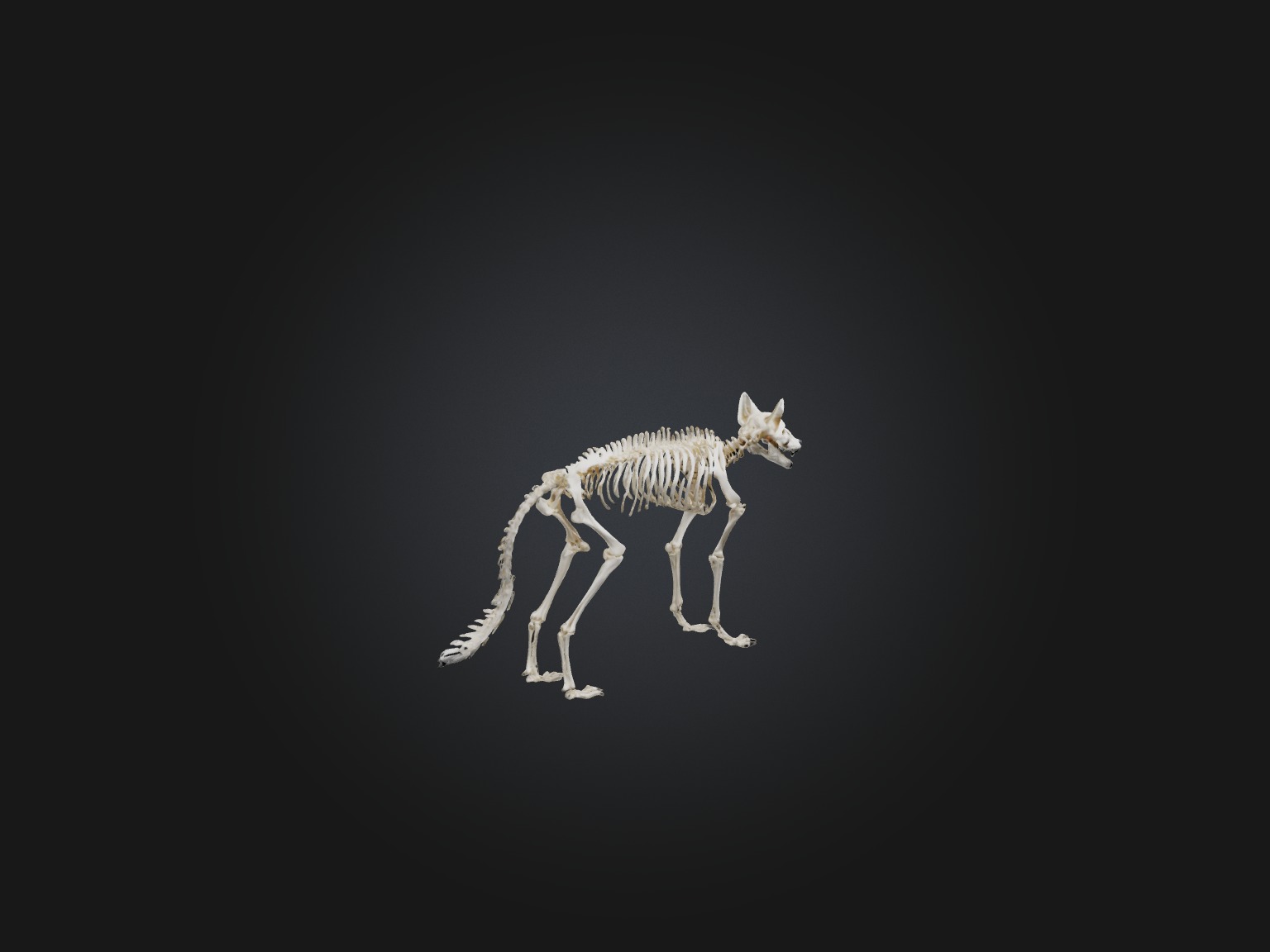 Realistic Fox Skeleton Model Low-poly 3D model_5