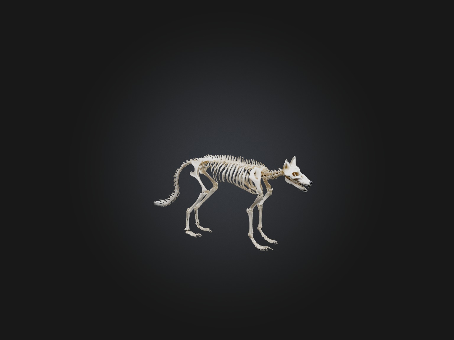 Realistic Fox Skeleton Model Low-poly 3D model_1