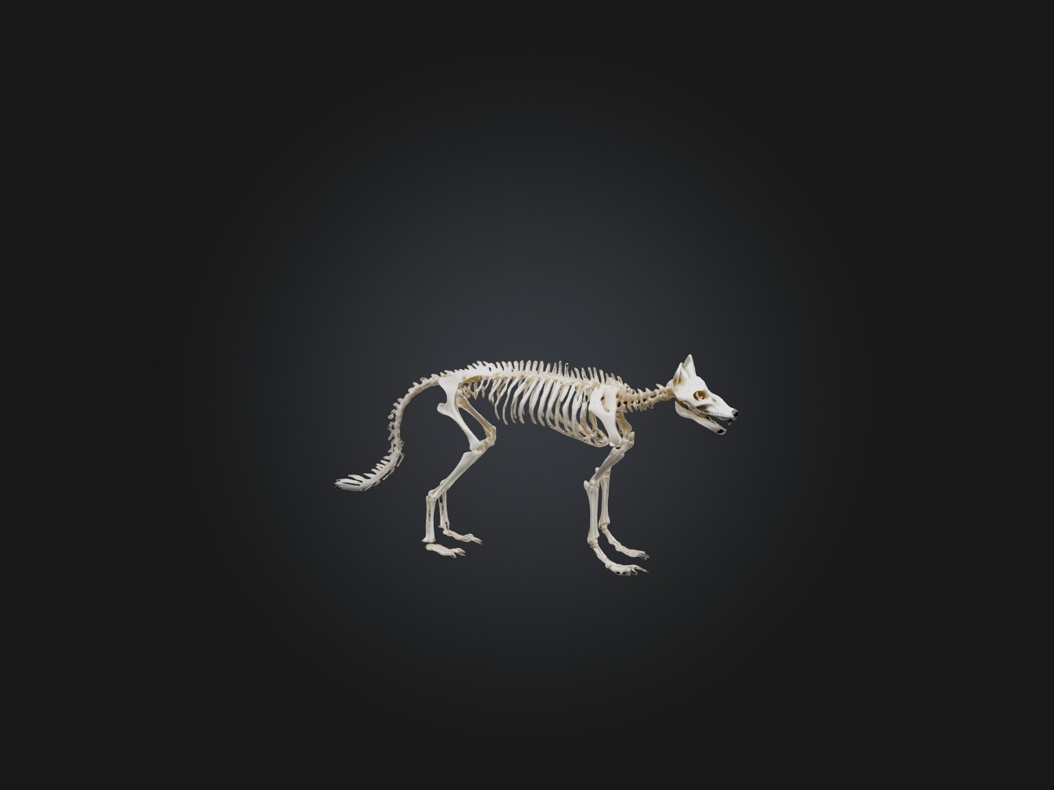 Realistic Fox Skeleton Model Low-poly 3D model_2