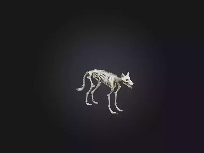 Realistic Fox Skeleton Model