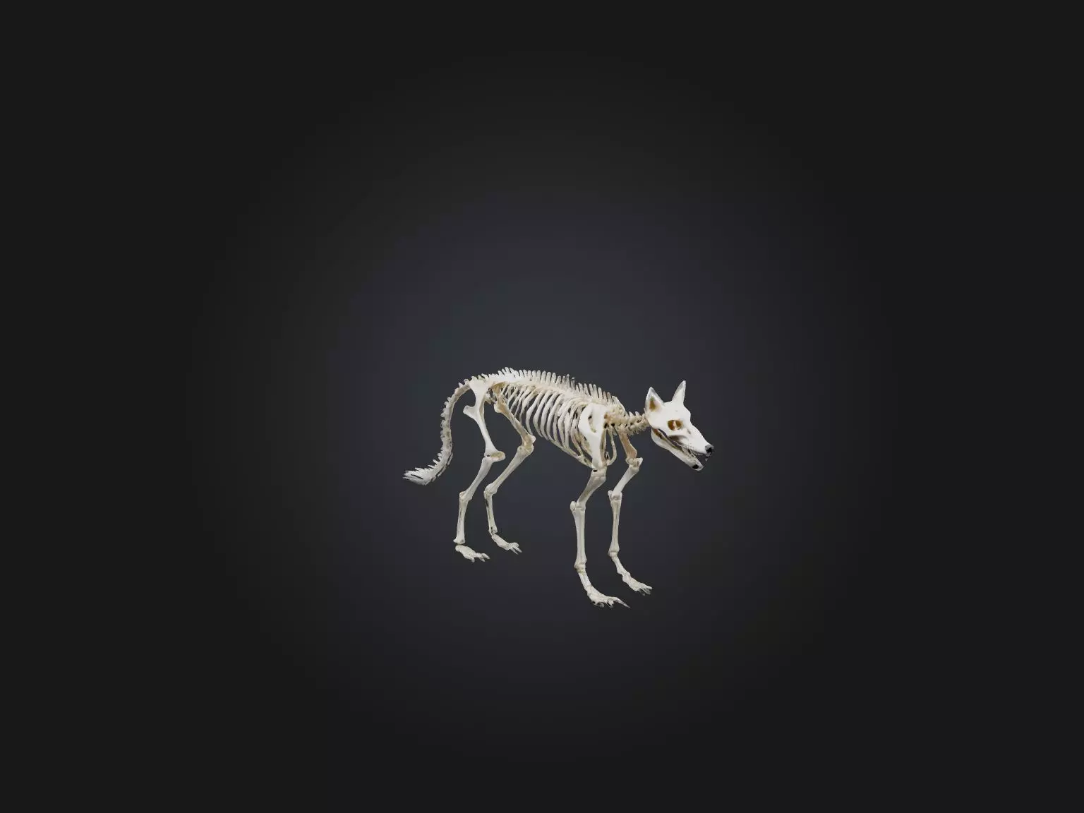 Realistic Fox Skeleton Model Low-poly 3D model_0