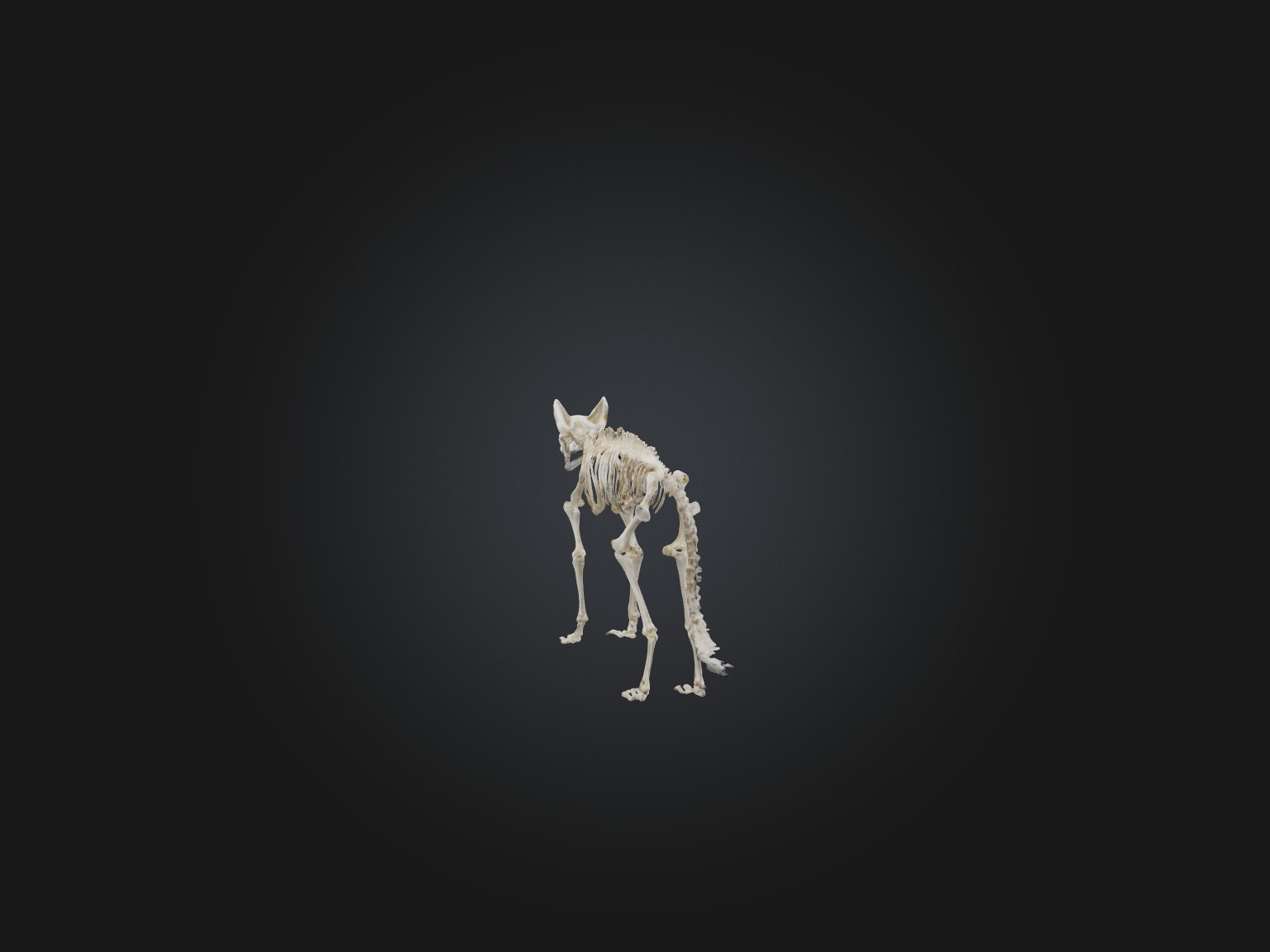 Realistic Fox Skeleton Model Low-poly 3D model_7