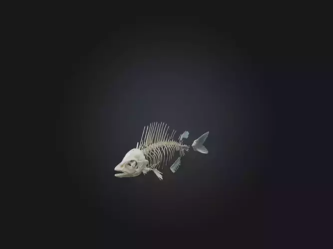 Realistic Fish Skeleton Model