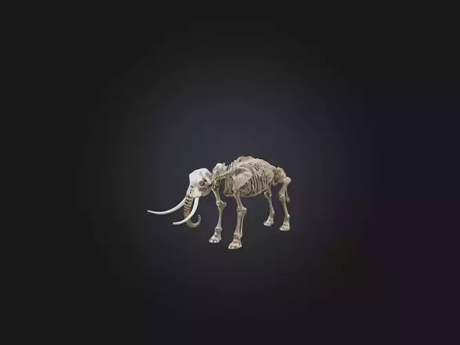 Realistic Elephant Skeleton Model