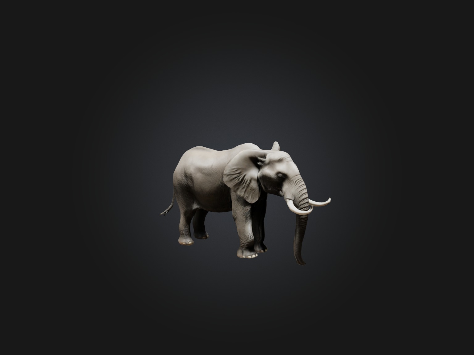 Realistic Elephant Model Low-poly 3D model_6