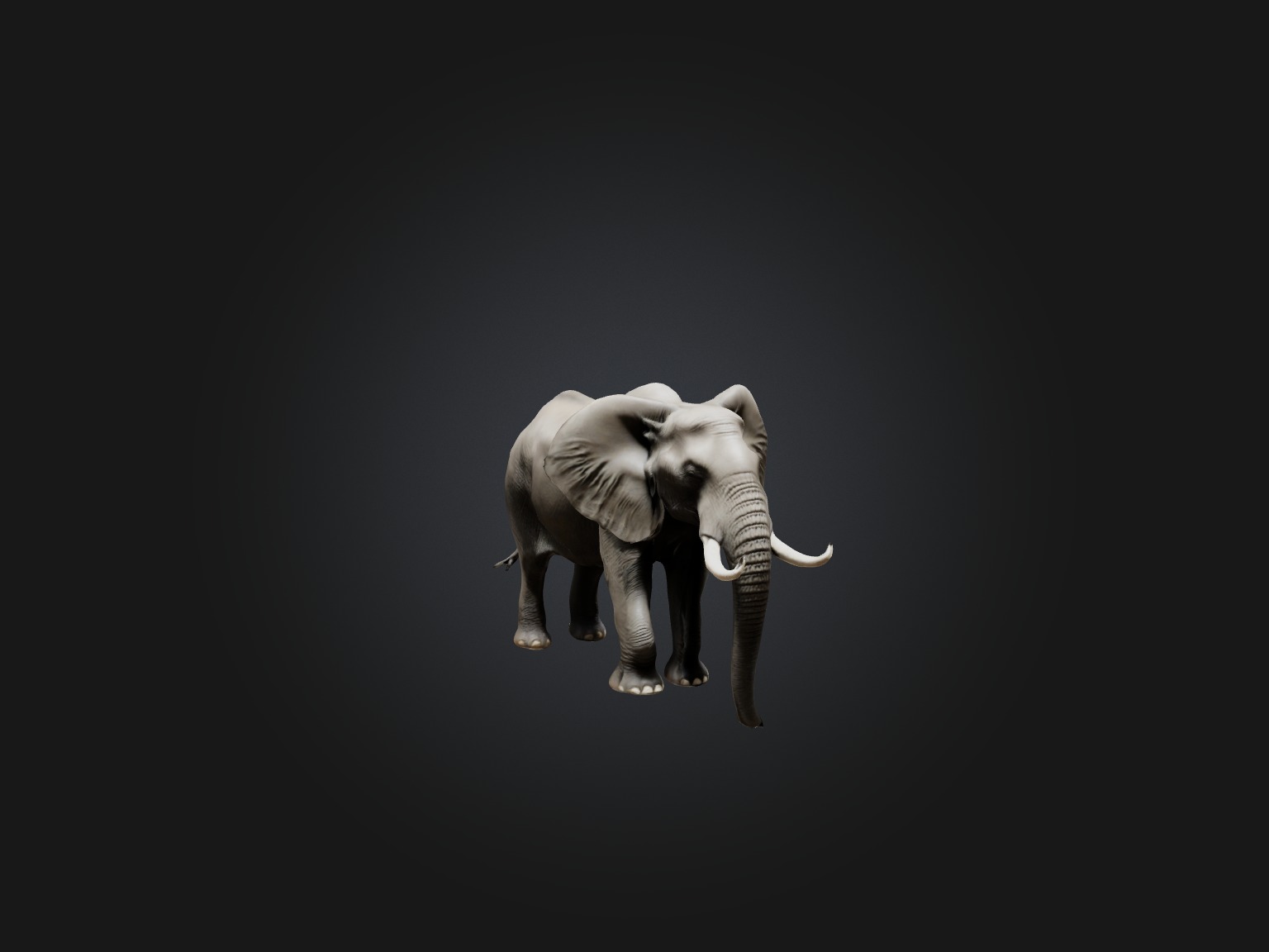 Realistic Elephant Model Low-poly 3D model_7