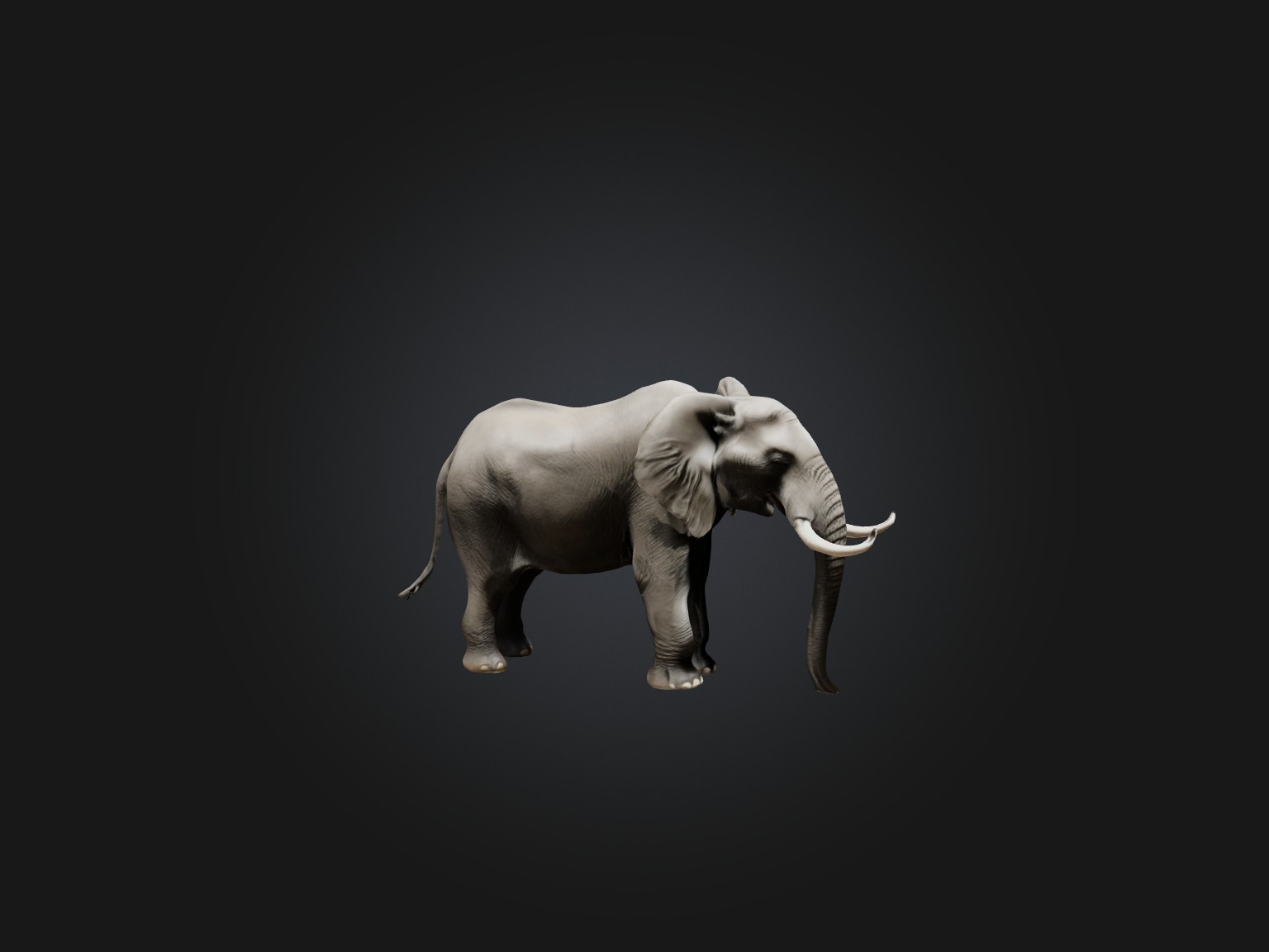 Realistic Elephant Model Low-poly 3D model_4