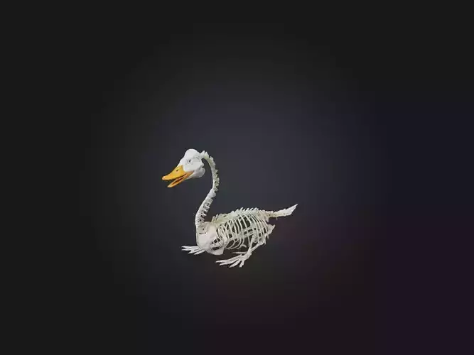 Realistic Duck Skeleton Model Low-poly 3D model