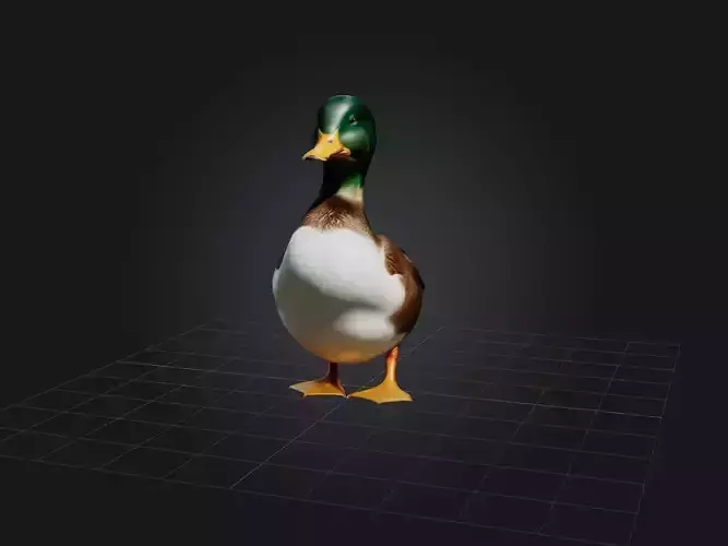 Realistic Duck Model