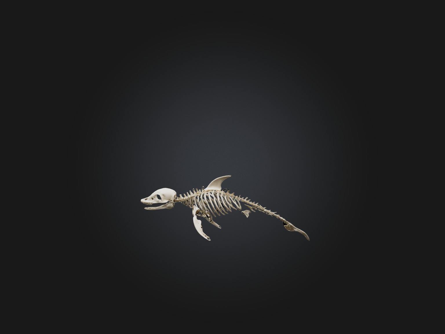 Realistic Dolphin Skeleton Model Low-poly 3D model_2