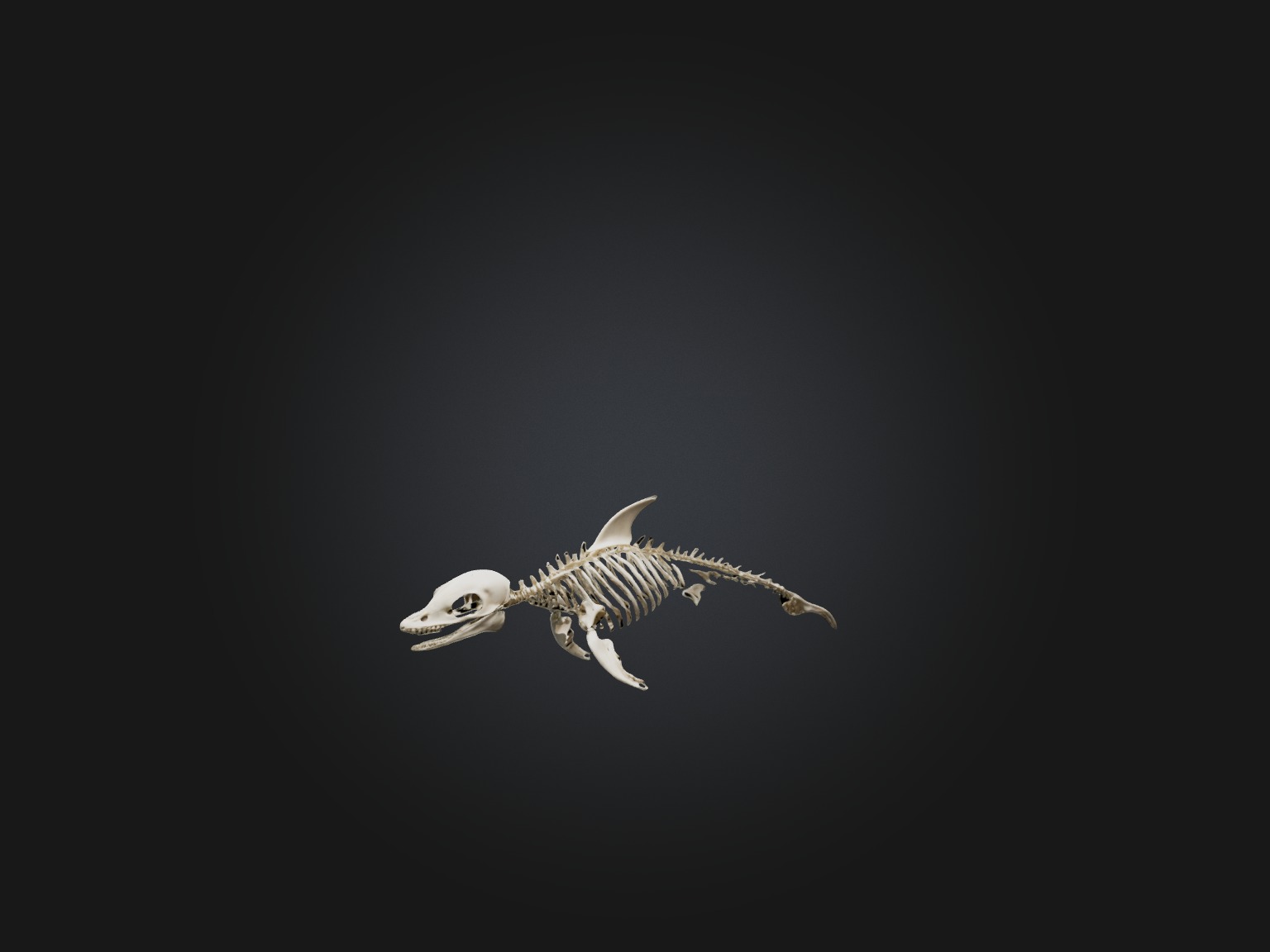 Realistic Dolphin Skeleton Model Low-poly 3D model_5