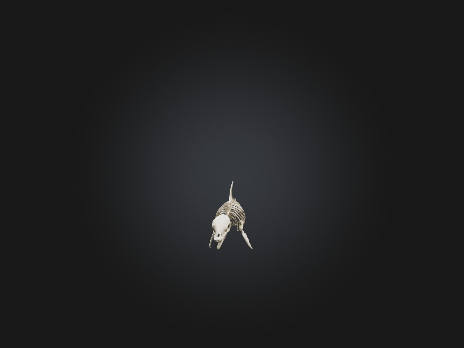 Realistic Dolphin Skeleton Model Low-poly 3D model_7