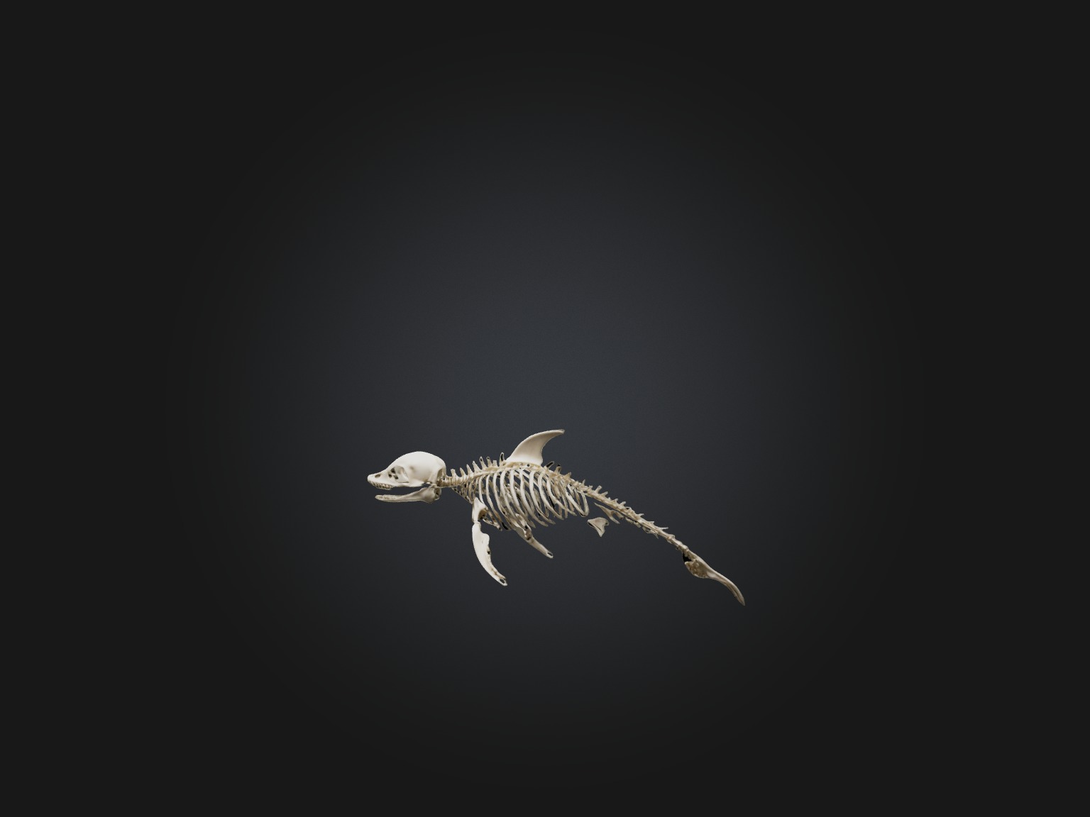 Realistic Dolphin Skeleton Model Low-poly 3D model_1