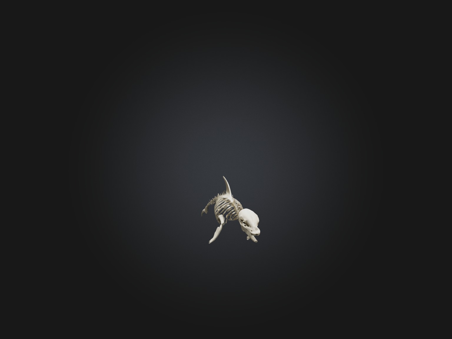 Realistic Dolphin Skeleton Model Low-poly 3D model_8