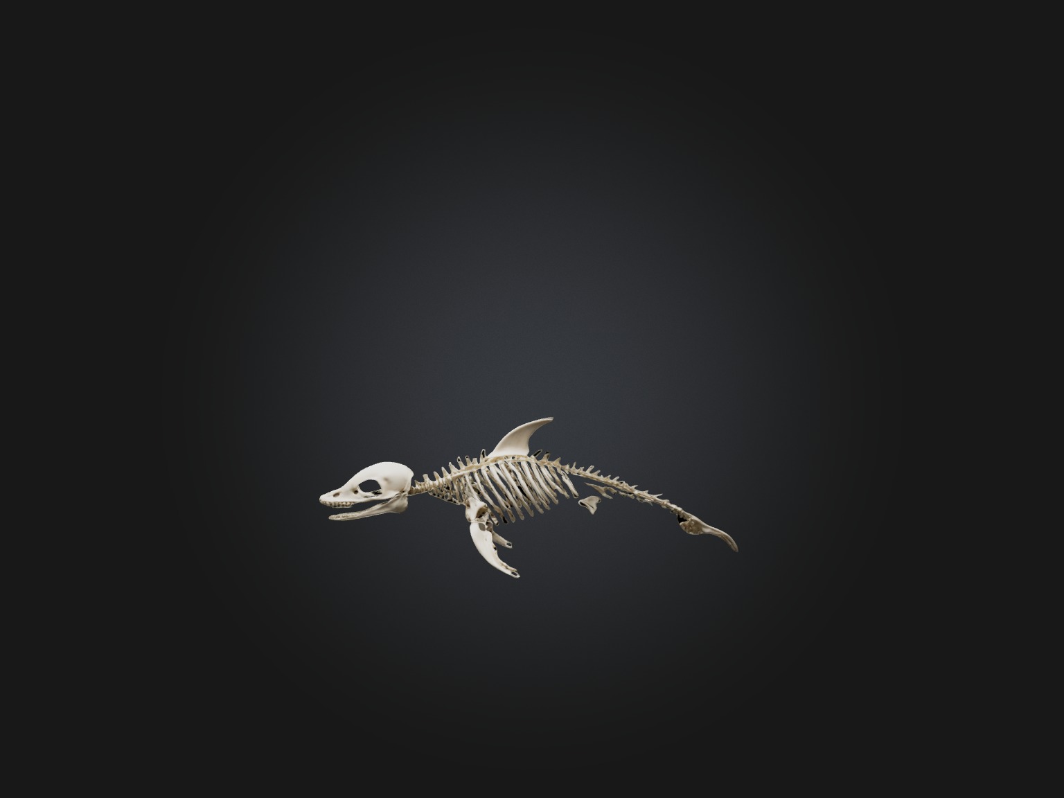 Realistic Dolphin Skeleton Model Low-poly 3D model_4