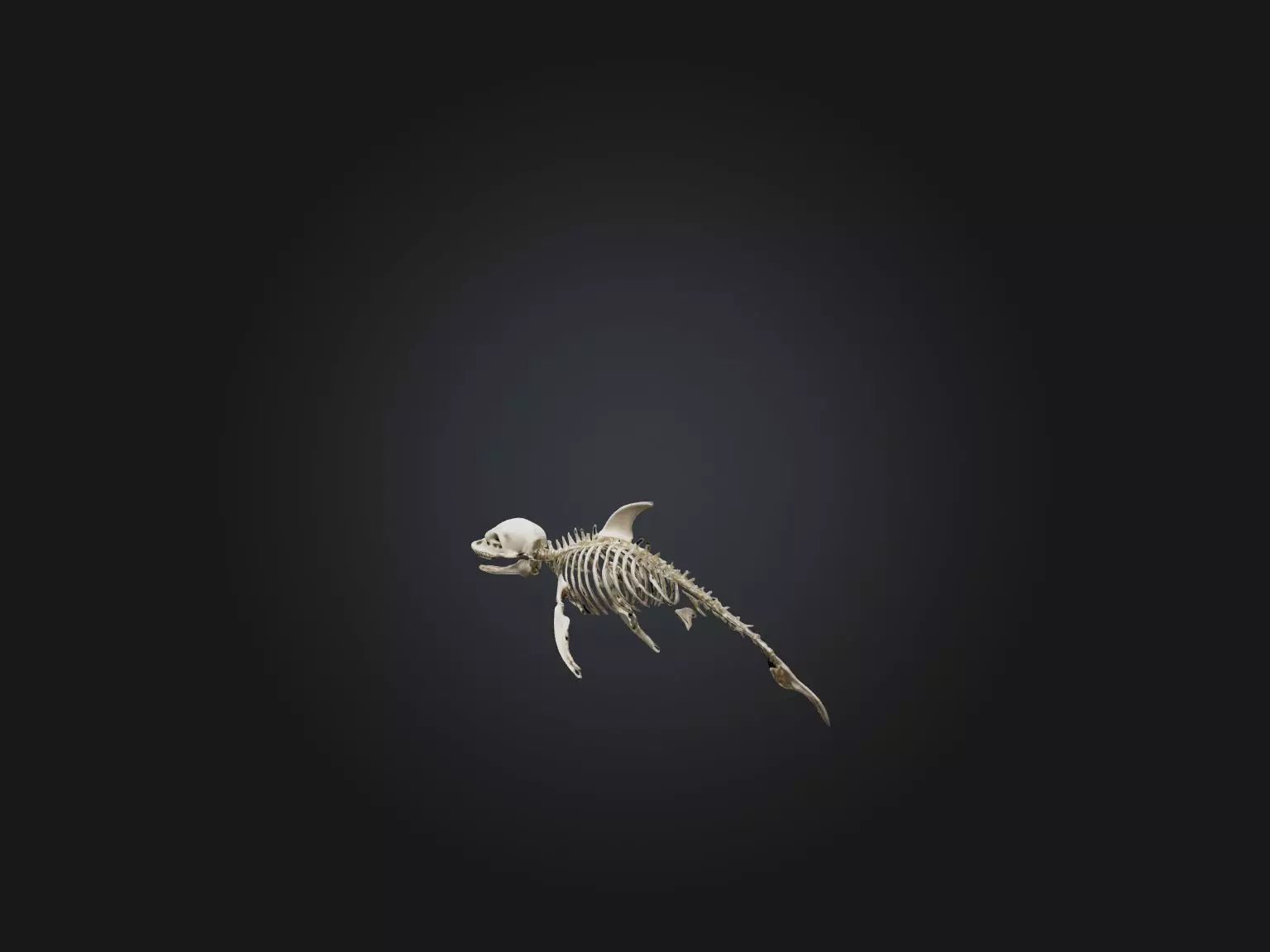 Realistic Dolphin Skeleton Model Low-poly 3D model_0