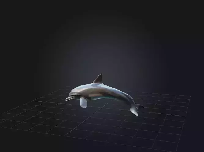 Realistic Dolphin Model