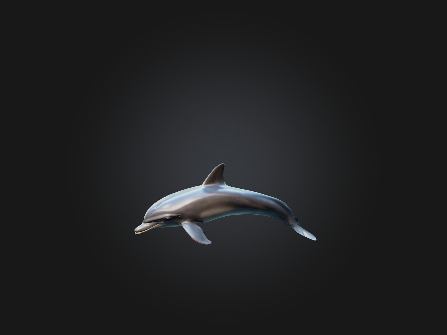 Realistic Dolphin Model Low-poly 3D model_5