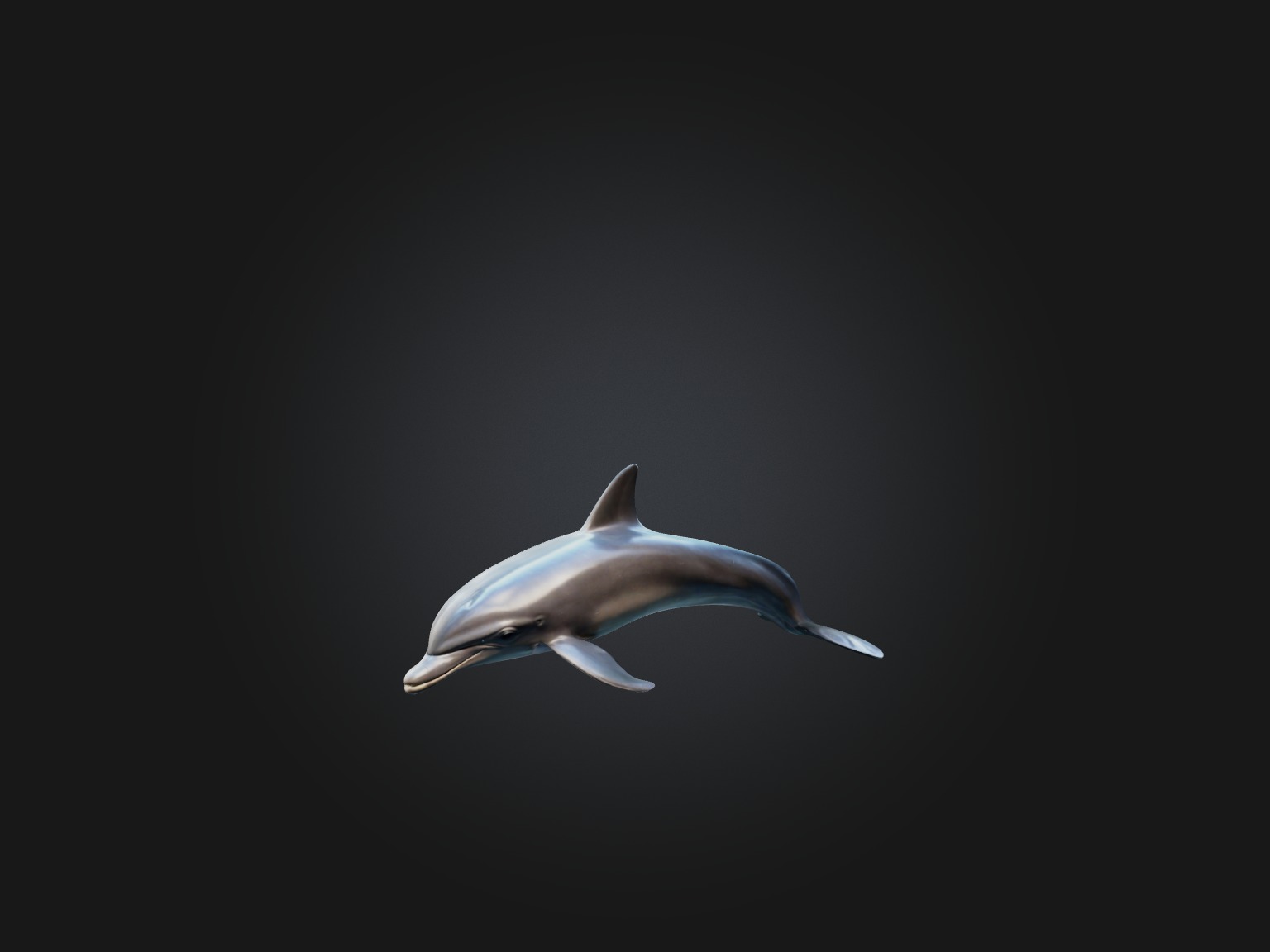 Realistic Dolphin Model Low-poly 3D model_7