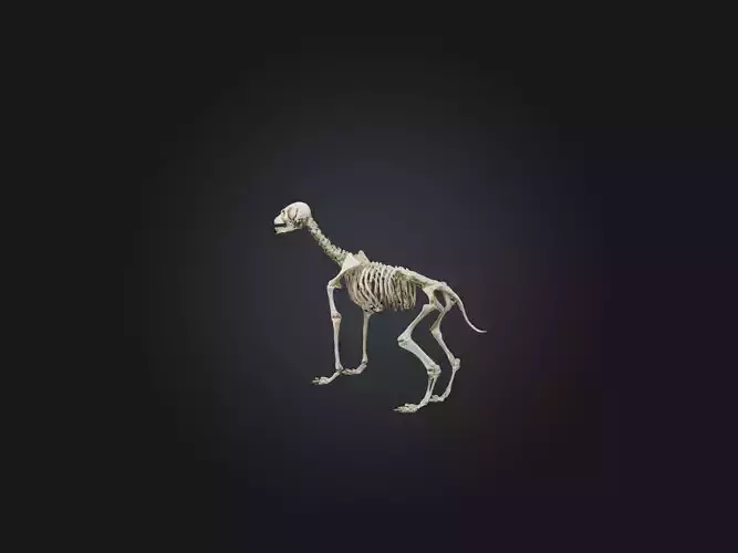 Realistic Dog Skeleton Model