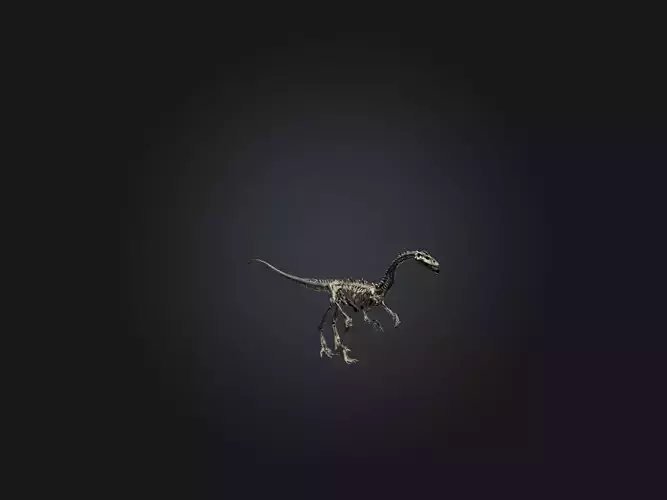 Realistic Diplodocus Skeleton Model