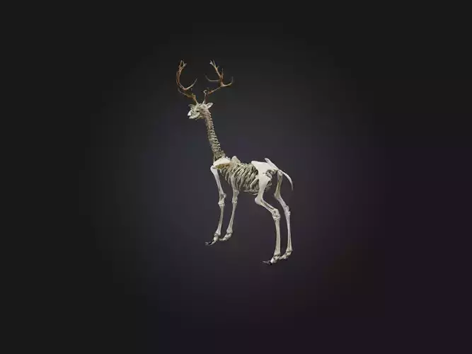 Realistic Deer Skeleton Model