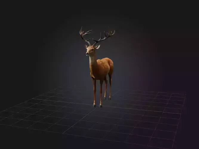 Realistic Deer Model