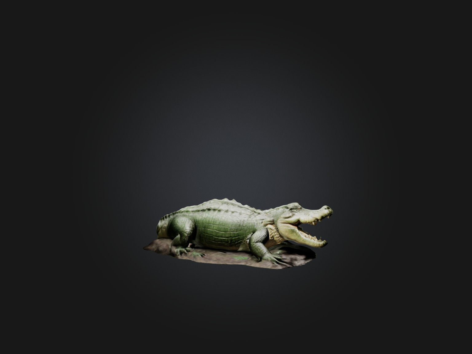 Realistic Crocodile Model Low-poly 3D model_4