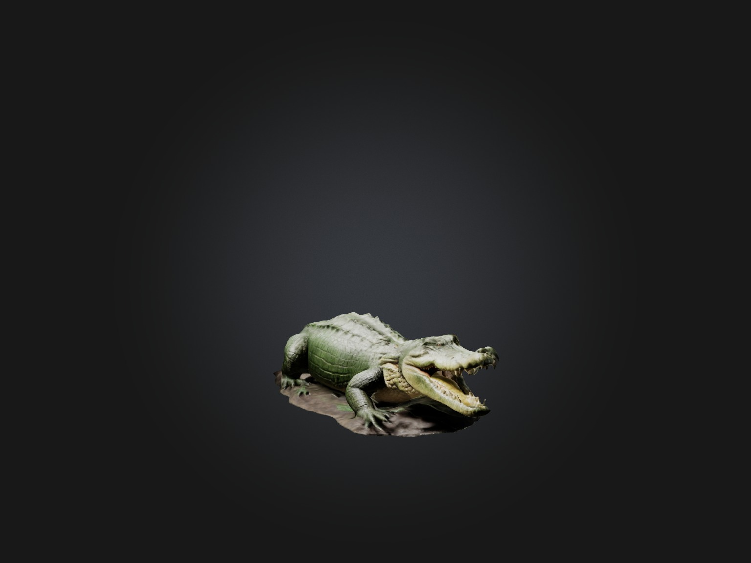 Realistic Crocodile Model Low-poly 3D model_7