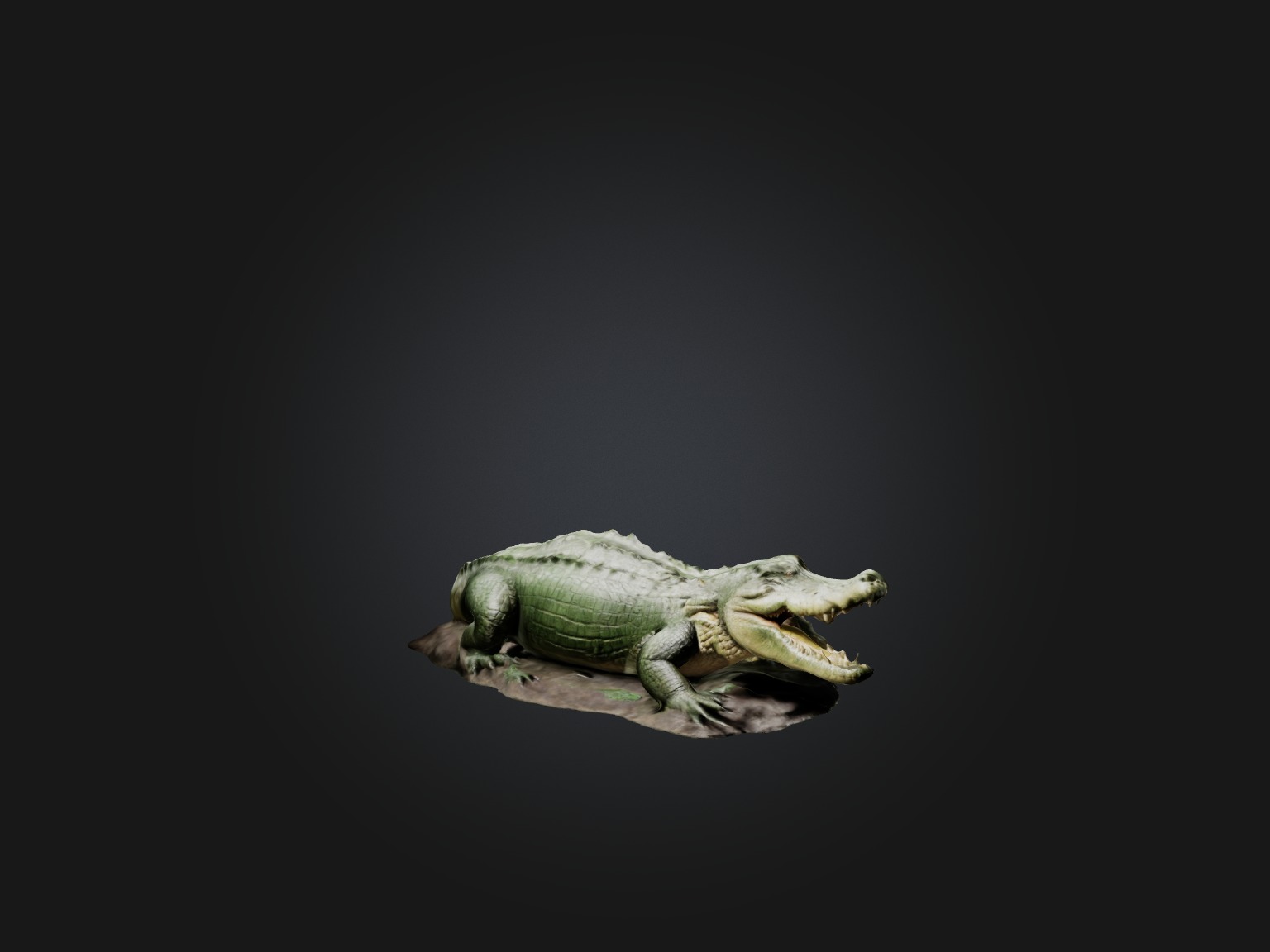 Realistic Crocodile Model Low-poly 3D model_6
