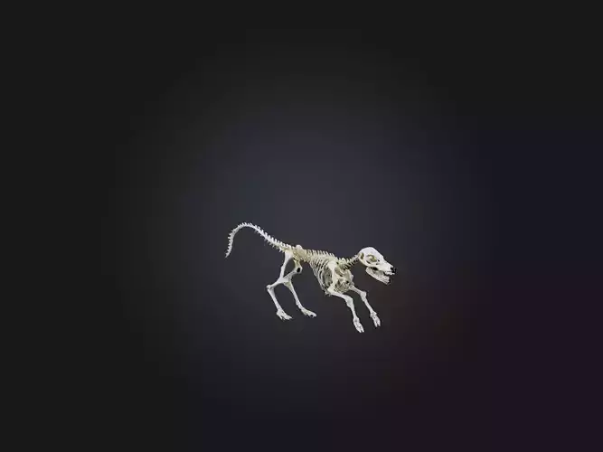 Realistic Coyote Skeleton Model