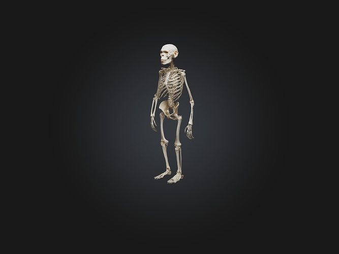 Realistic Chimpanzee Skeleton Model Low-poly 3D model