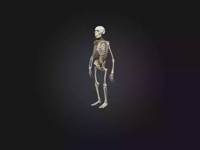 Realistic Chimpanzee Skeleton Model