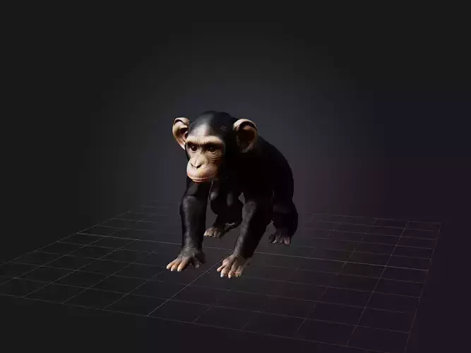 Realistic Chimpanzee Model