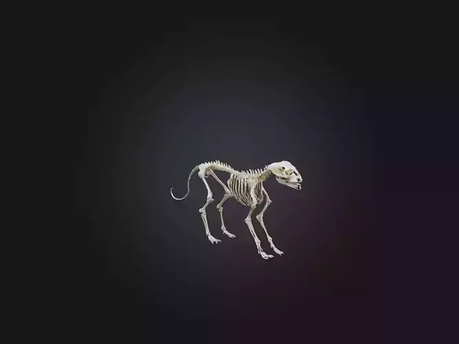 Realistic Cat Skeleton Model