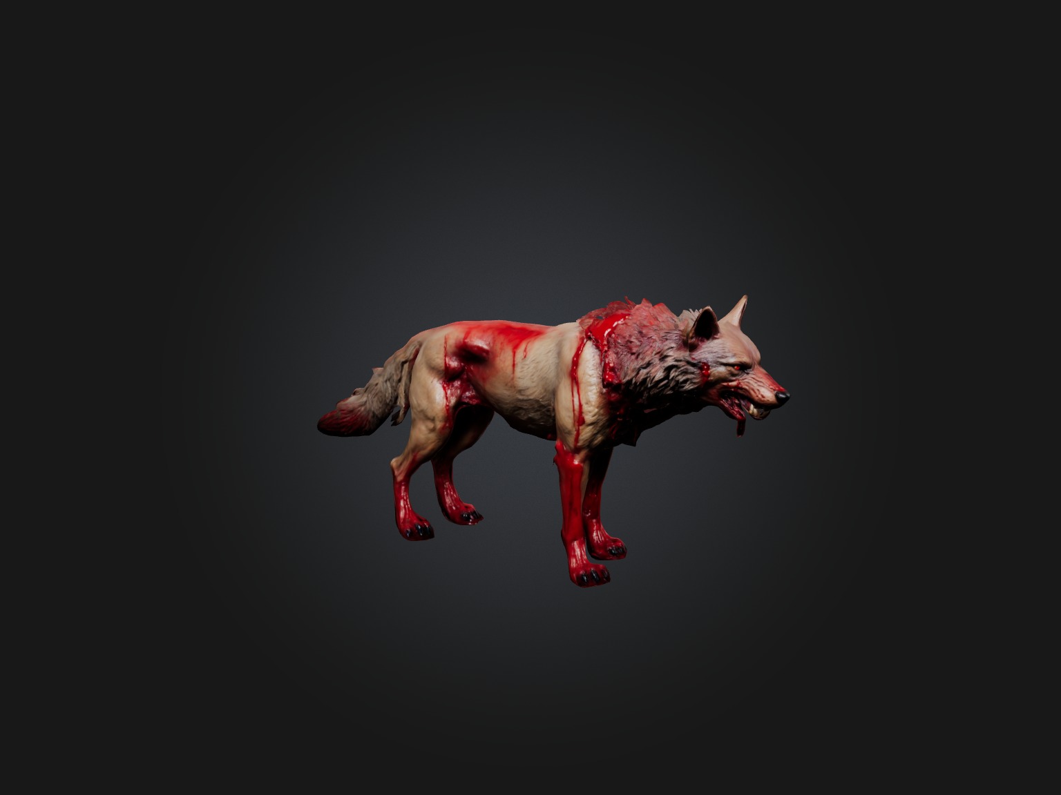 Realistic Bleeding Wolf Model Low-poly 3D model_2