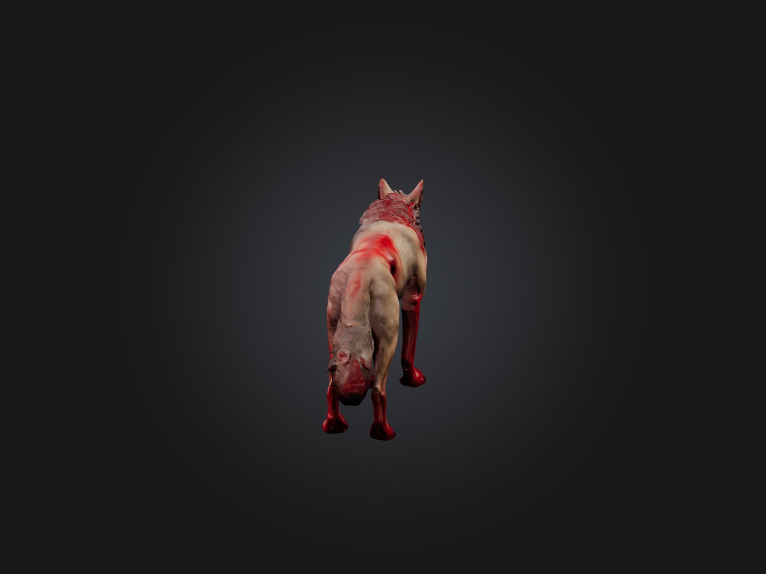Realistic Bleeding Wolf Model Low-poly 3D model_7