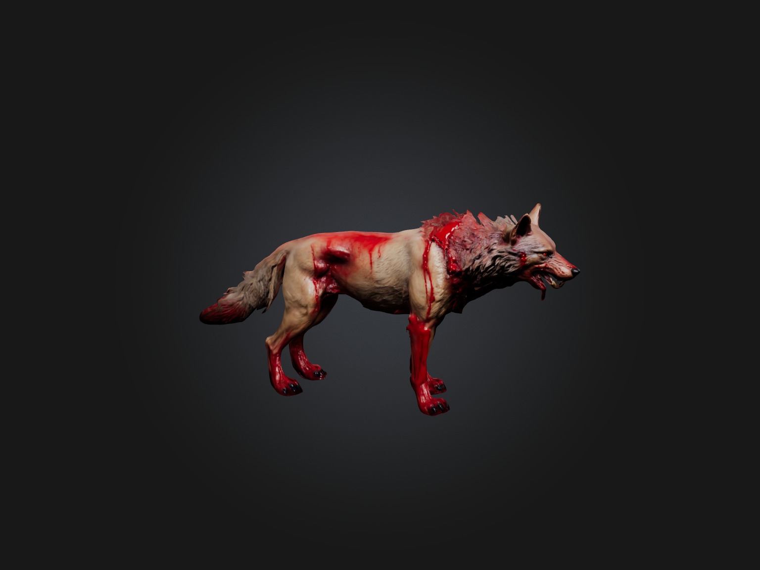 Realistic Bleeding Wolf Model Low-poly 3D model_3